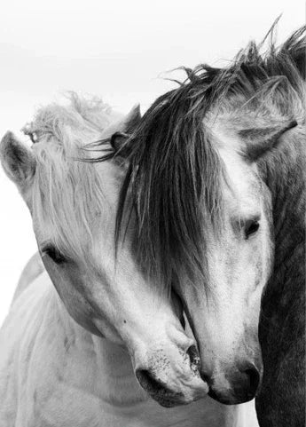 Black and White Horse Canvas Wall Art Two Horses Animal Farm Prints Posters