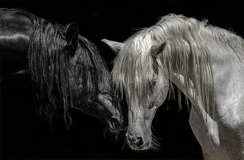 Black and White Horse Canvas Wall Art Two Horses Animal Farm Prints Posters
