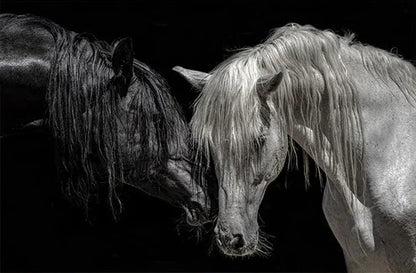 Black and White Horse Canvas Wall Art Two Horses Animal Farm Prints Posters