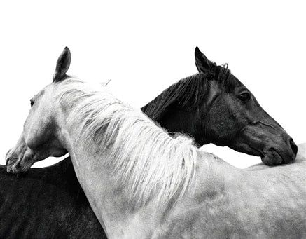 Black and White Horse Canvas Wall Art Two Horses Animal Farm Prints Posters