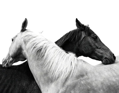 Black and White Horse Canvas Wall Art Two Horses Animal Farm Prints Posters