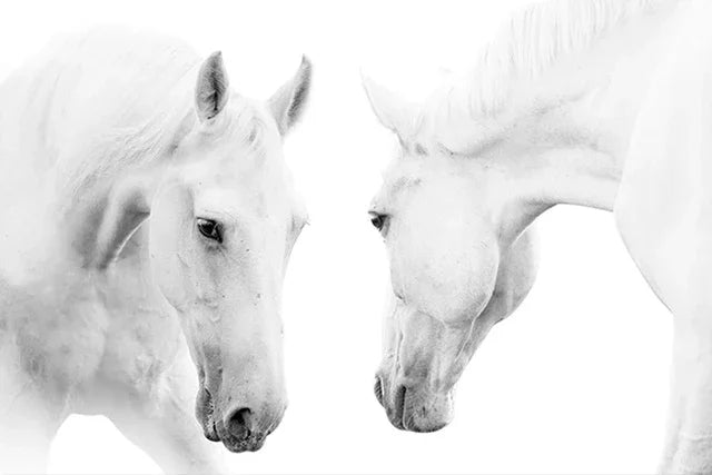 Black and White Horse Canvas Wall Art Two Horses Animal Farm Prints Posters
