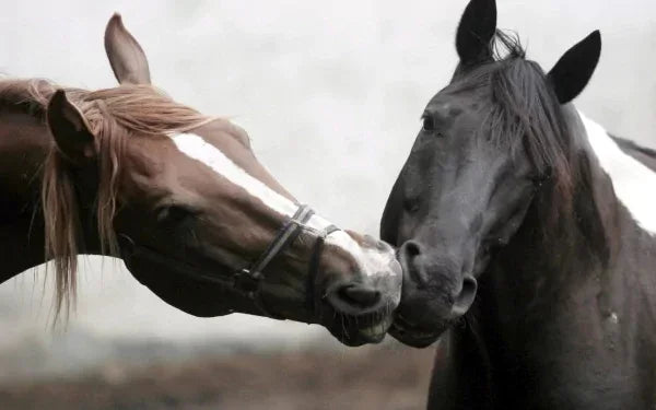 Black and White Horse Canvas Wall Art Two Horses Animal Farm Prints Posters