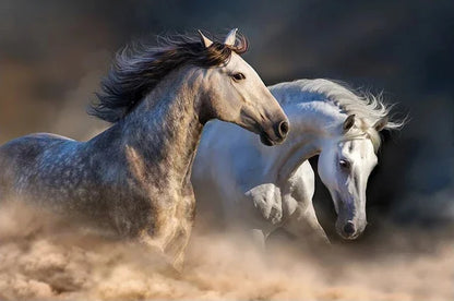 Black and White Horse Canvas Wall Art Two Horses Animal Farm Prints Posters