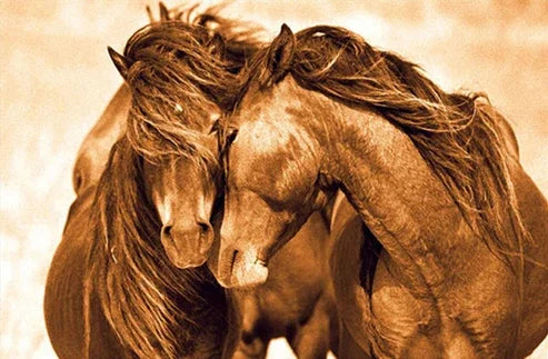 Black and White Horse Canvas Wall Art Two Horses Animal Farm Prints Posters