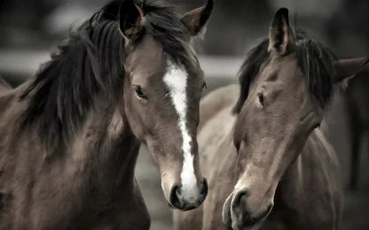 Black and White Horse Canvas Wall Art Two Horses Animal Farm Prints Posters
