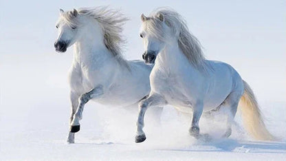 Black and White Horse Canvas Wall Art Two Horses Animal Farm Prints Posters