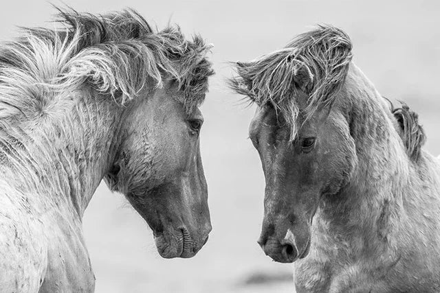 Black and White Horse Canvas Wall Art Two Horses Animal Farm Prints Posters