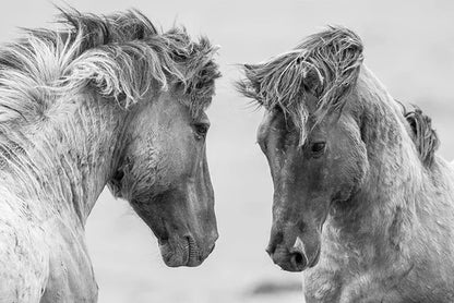 Black and White Horse Canvas Wall Art Two Horses Animal Farm Prints Posters
