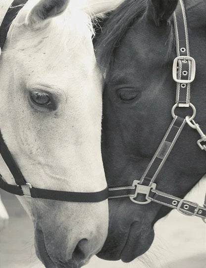 Black and White Horse Canvas Wall Art Two Horses Animal Farm Prints Posters