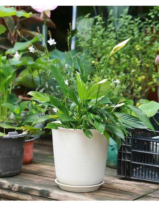 Eco-Friendly Style Flowerpots Large Size Succulent Plant Outdoor Courtyard